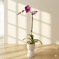 Phalaenopsis Orchid