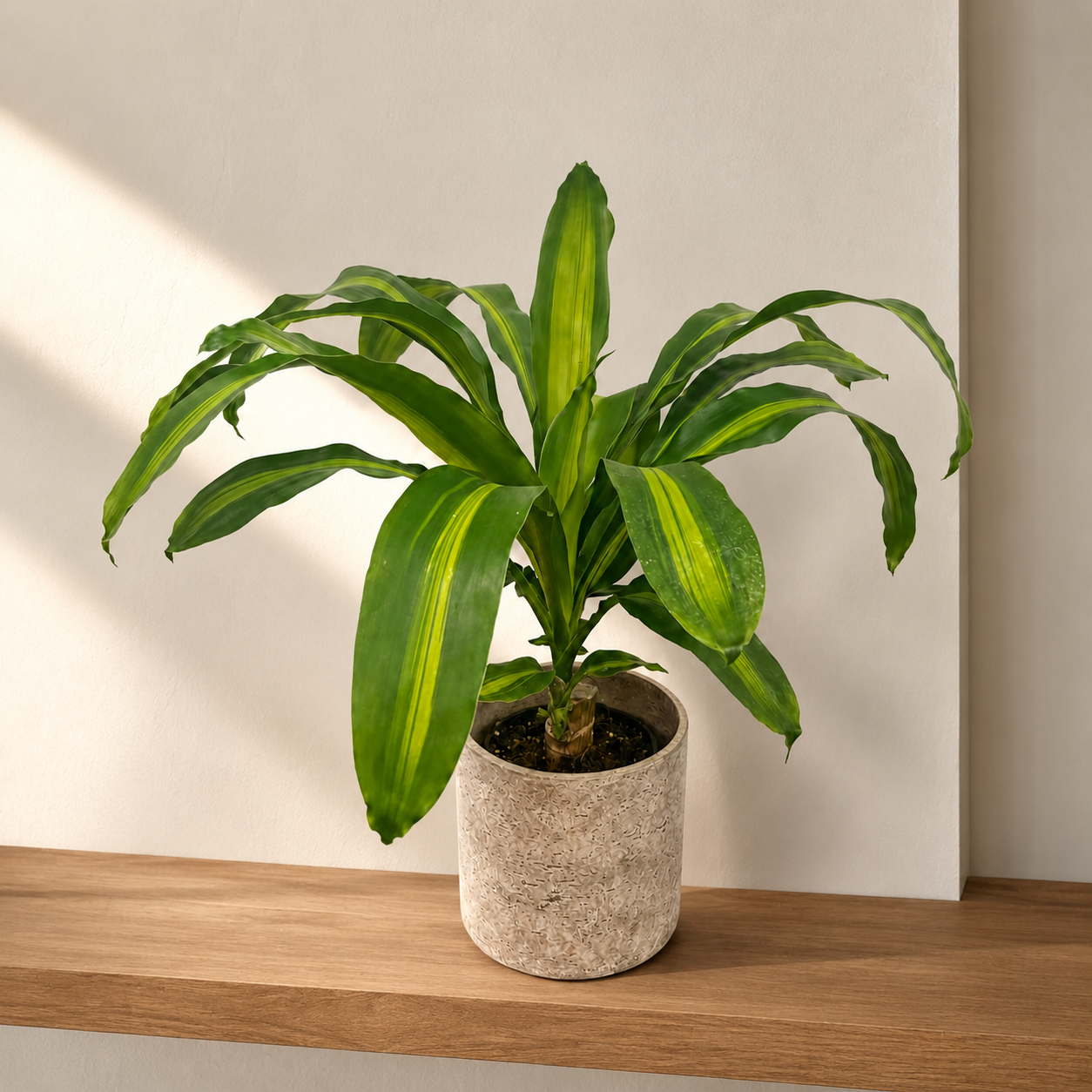 Dracaena