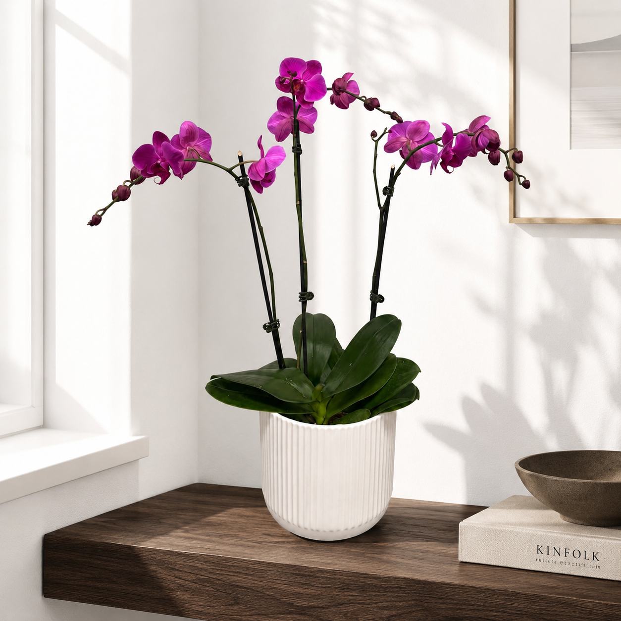 Phalaenopsis Orchid