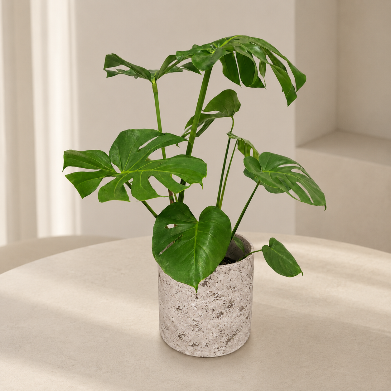 Monstera