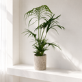 Parlor Palm