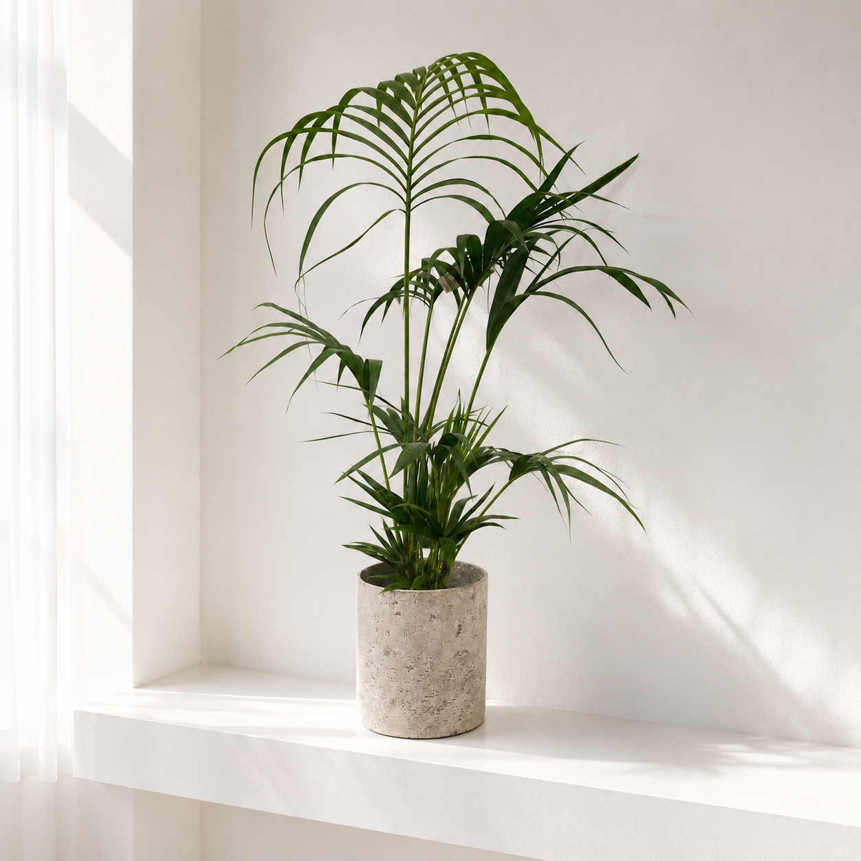 Parlor Palm
